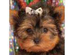 Yorkshire Terrier Puppy for sale in Safford, AZ, USA