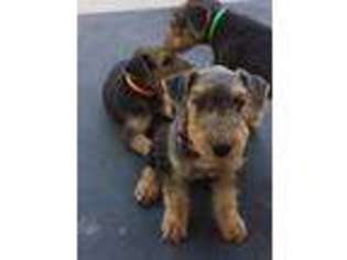 Airedale Terrier Puppy for sale in Huntsville, AR, USA