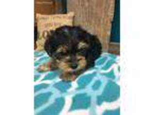 Yorkshire Terrier Puppy for sale in Mineral Wells, TX, USA
