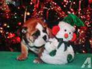 Bulldog Puppy for sale in DENISON, TX, USA