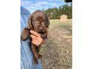 Labrador Retriever Puppy for sale in Cleveland, TX, USA