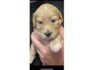 Goldendoodle Puppy for sale in Fleming, OH, USA