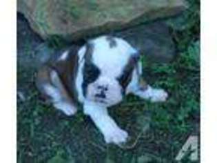 Bulldog Puppy for sale in FOUR OAKS, NC, USA