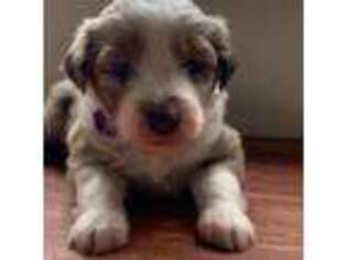 Mutt Puppy for sale in Duluth, MN, USA