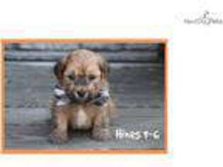 Havanese Puppy for sale in Little Rock, AR, USA
