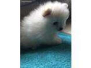 Pomeranian Puppy for sale in Gold Hill, OR, USA