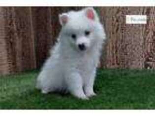 American Eskimo Dog Puppy for sale in Fort Wayne, IN, USA