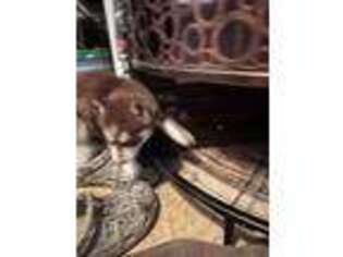 Siberian Husky Puppy for sale in Sycamore, PA, USA