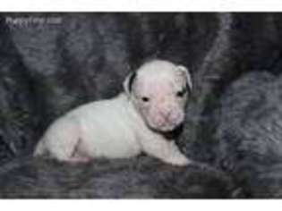 American Bulldog Puppy for sale in Picayune, MS, USA