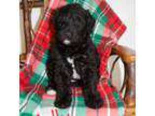 Schnoodle (Standard) Puppy for sale in Coalgate, OK, USA