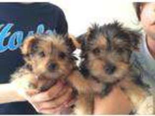Yorkshire Terrier Puppy for sale in LYNWOOD, CA, USA