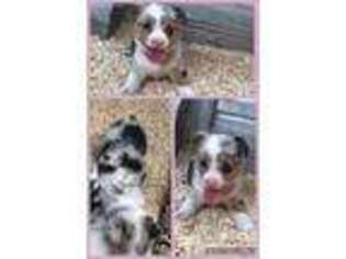 Pembroke Welsh Corgi Puppy for sale in Gowrie, IA, USA