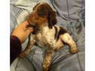 Brittany Puppy for sale in Hardinsburg, KY, USA