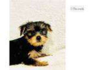 Yorkshire Terrier Puppy for sale in Oklahoma City, OK, USA