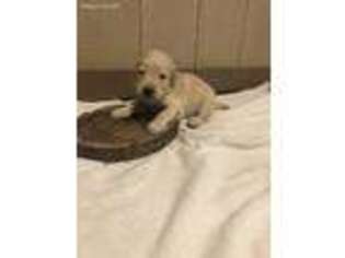 Goldendoodle Puppy for sale in Cross Hill, SC, USA