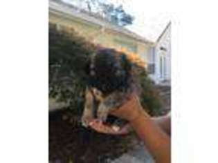 Mutt Puppy for sale in Palo Cedro, CA, USA