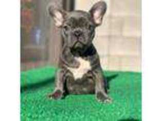 French Bulldog Puppy for sale in Tucson, AZ, USA