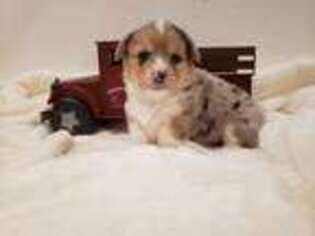Pembroke Welsh Corgi Puppy for sale in Mack, CO, USA
