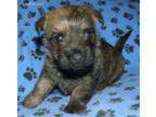 Cairn Terrier Puppy for sale in Moncks Corner, SC, USA