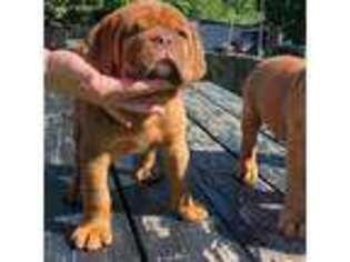 American Bull Dogue De Bordeaux Puppy for sale in Marietta, GA, USA