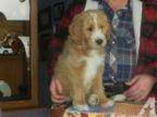 Goldendoodle Puppy for sale in PORT ORCHARD, WA, USA