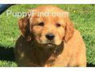 Golden Retriever Puppy for sale in Webbers Falls, OK, USA