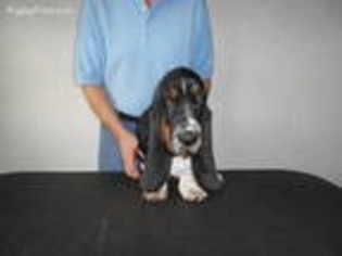 Basset Hound Puppy for sale in Battle Creek, MI, USA