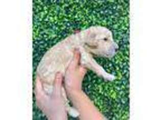 Goldendoodle Puppy for sale in Saint Cloud, FL, USA