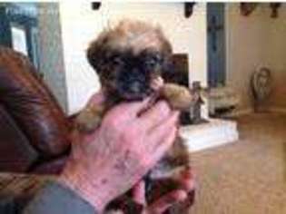 Brussels Griffon Puppy for sale in Maben, MS, USA