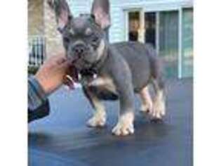 French Bulldog Puppy for sale in Youngstown, OH, USA