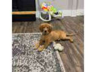 Golden Retriever Puppy for sale in Pensacola, FL, USA