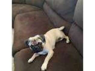 Pug Puppy for sale in Ransomville, NY, USA