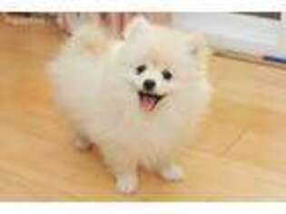 Pomeranian Puppy for sale in Broadview Heights, OH, USA