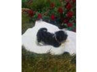 Havanese Puppy for sale in Millersburg, OH, USA