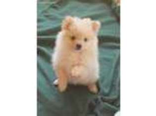 Pomeranian Puppy for sale in Homestead, FL, USA