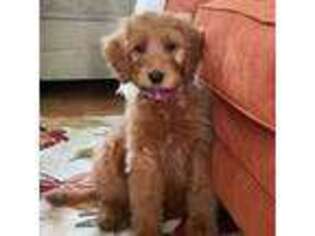 Goldendoodle Puppy for sale in North Attleboro, MA, USA