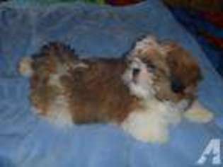 Mutt Puppy for sale in JACKSBORO, TN, USA