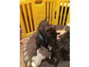 Great Dane Puppy for sale in Howell, MI, USA