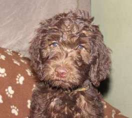 Labradoodle Puppy for sale in Burlington, NC, USA