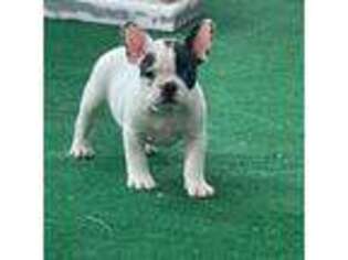 French Bulldog Puppy for sale in Parkton, MD, USA