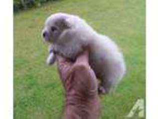 Pomeranian Puppy for sale in WAIANAE, HI, USA