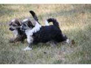 Chinese Crested Puppy for sale in Breckenridge, MI, USA