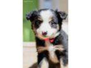 Miniature Australian Shepherd Puppy for sale in Thomaston, GA, USA