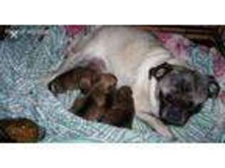 Pug Puppy for sale in Millbrook, NY, USA