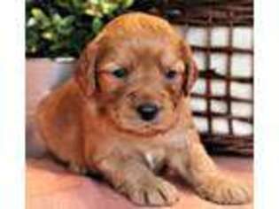 Goldendoodle Puppy for sale in Jones, MI, USA