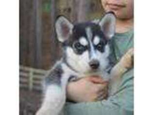 Siberian Husky Puppy for sale in Canton, GA, USA