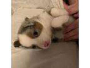 Miniature Australian Shepherd Puppy for sale in Moncks Corner, SC, USA