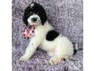 Saint Berdoodle Puppy for sale in Beach, ND, USA