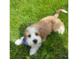 Mutt Puppy for sale in Kankakee, IL, USA