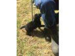 Labrador Retriever Puppy for sale in Dos Palos, CA, USA